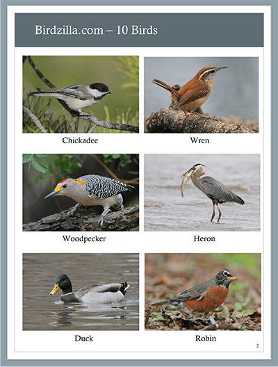10 birds guide 2nd page