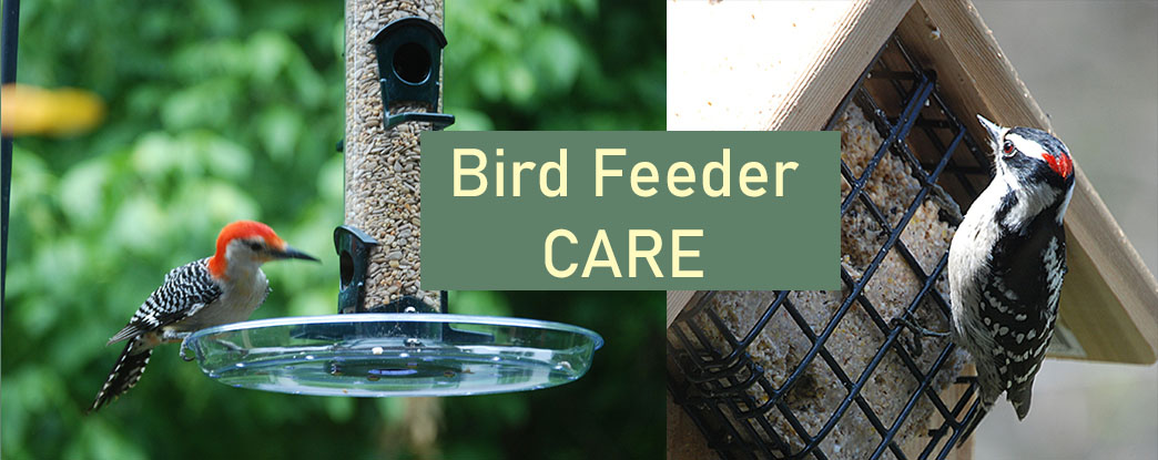 Bird Feeder Care