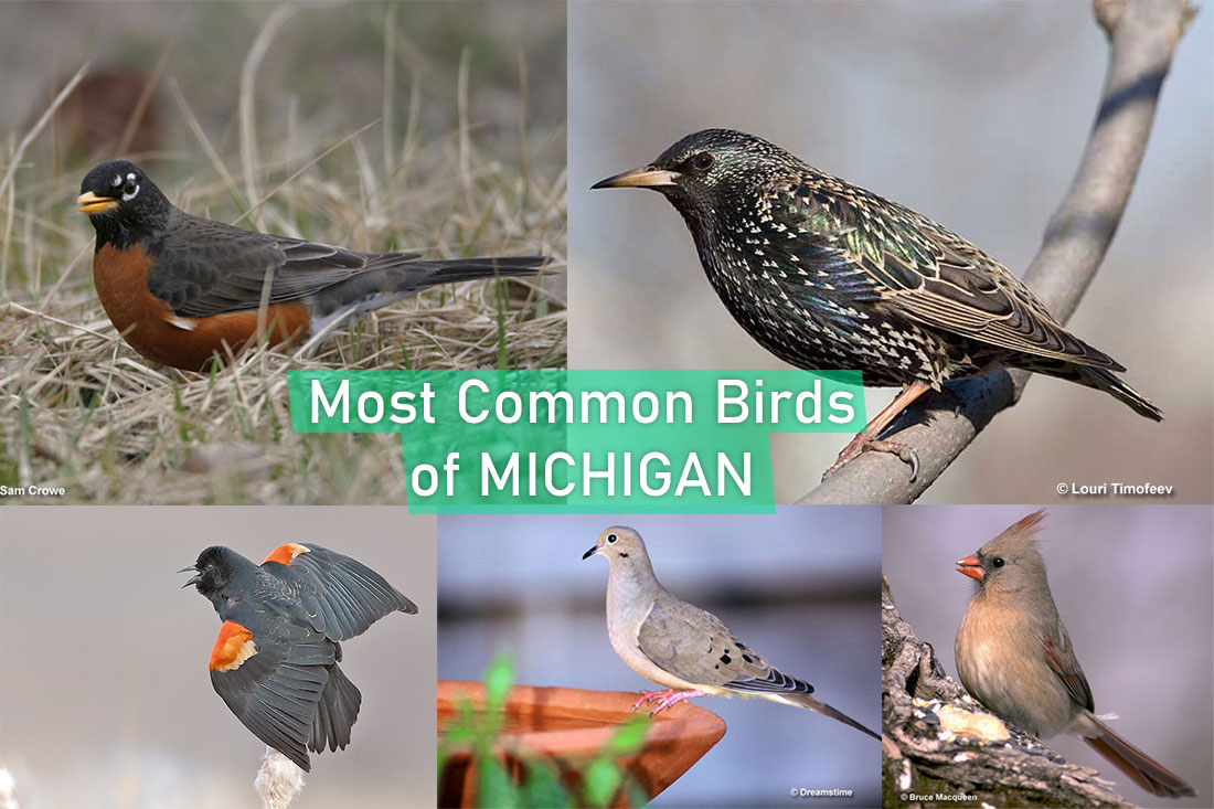 Most Common Birds of Michigan