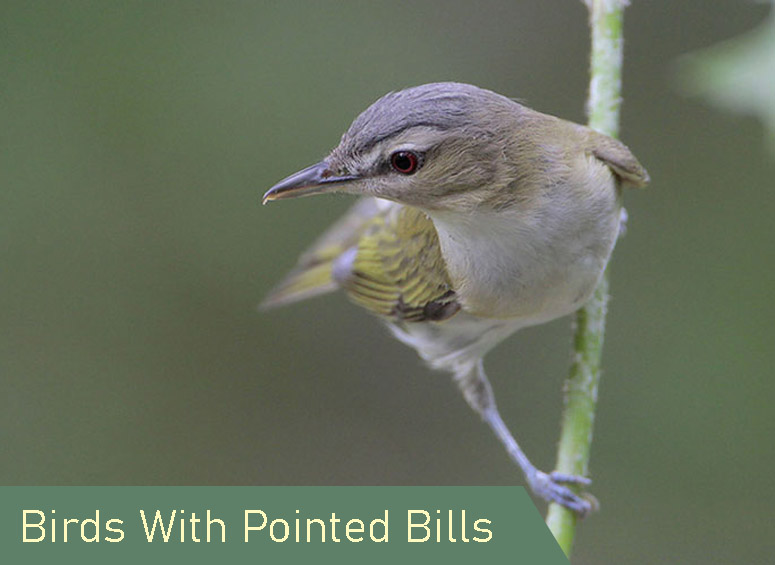 Birds With Pointed Bills