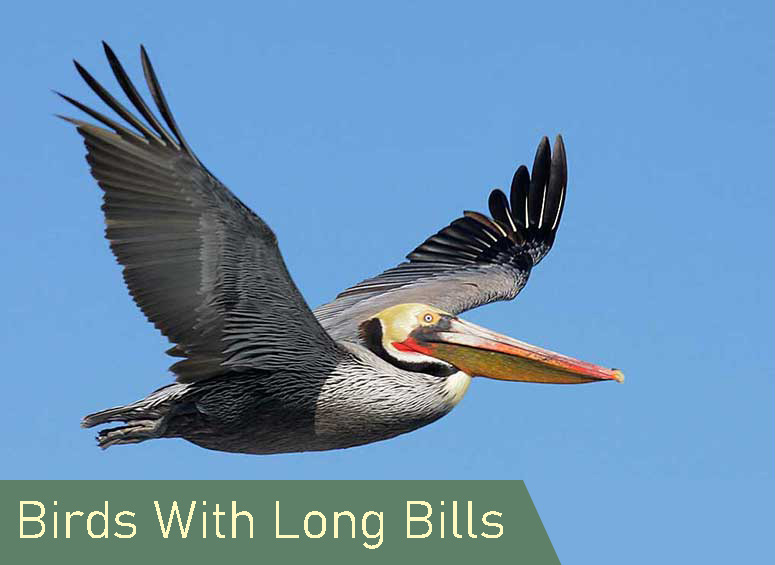Birds with long bills