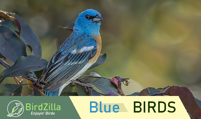 Blue Bird cute feathered tweet pet