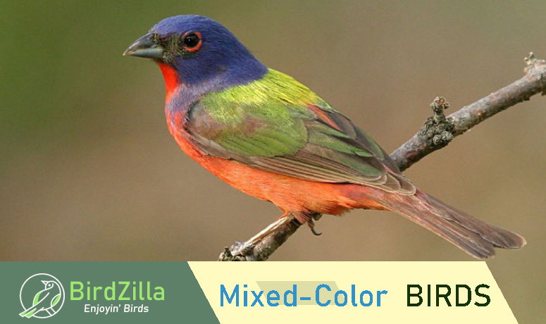 Mixed Color Birds