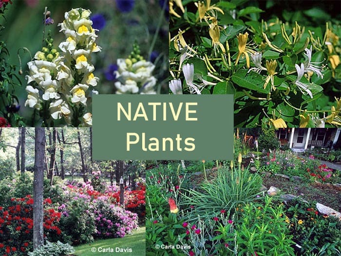 Native Plants By States