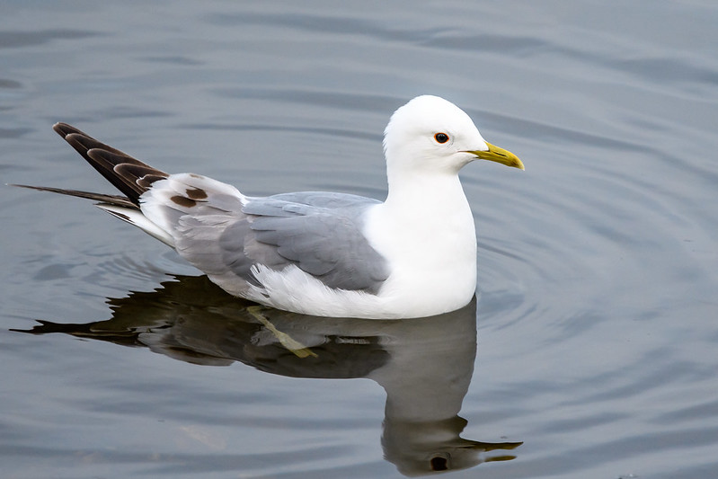 Short-Billed Gull