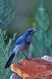 Woodhouse's Scrub-Jay