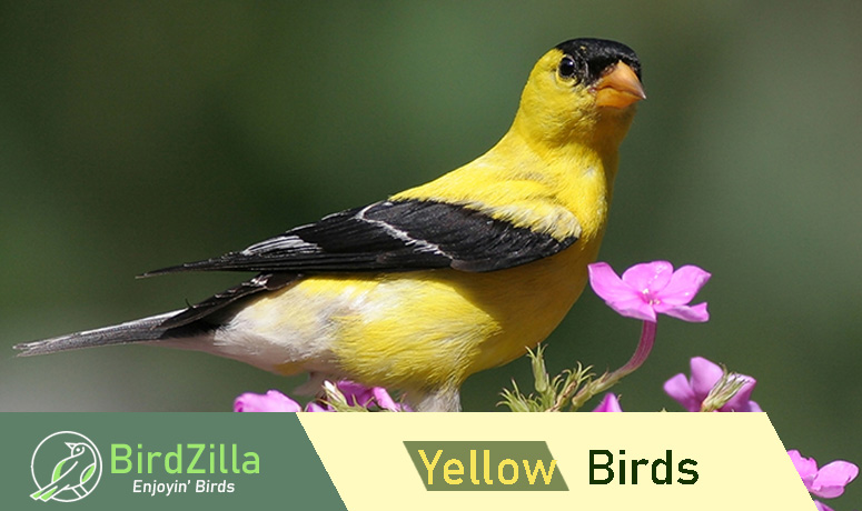 Different Types of Yellow Birds