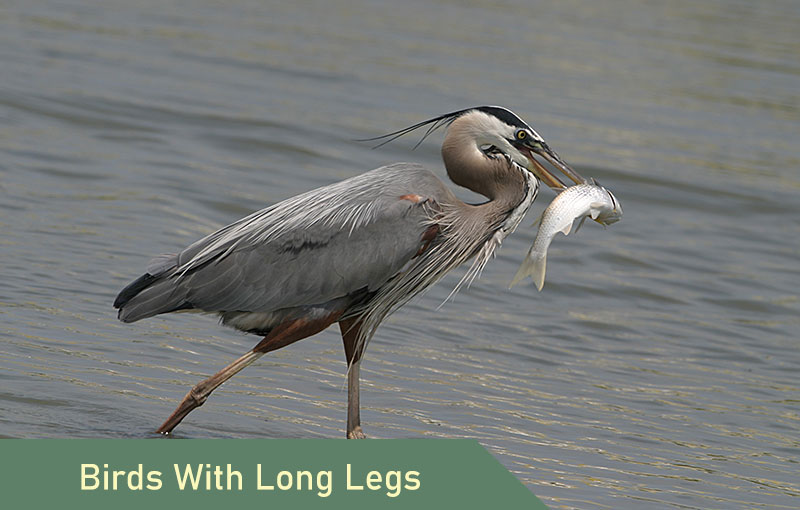 Heron is Bird With Long Legs