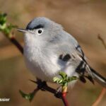 blue-gray-gnatcatcher