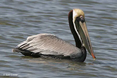 Brown Pelican
