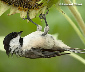 Carolina Chickadee