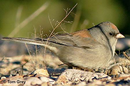 dark-eyed junco can be seen on ground