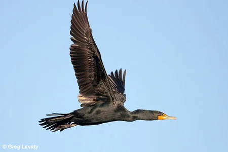 double-crested cormorant