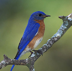 eastern bluebird eastern bluebird