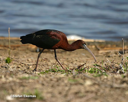 glossy ibis