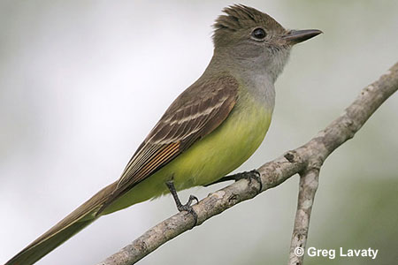 great crested flycatcher