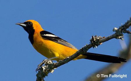 hooded orioles