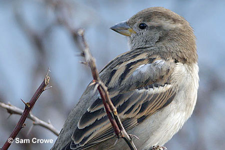house sparrow female