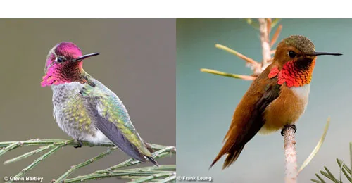 Birding festivals and events