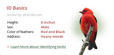 basics of bird identification