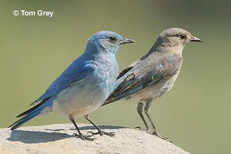 Mountain Bluebirds