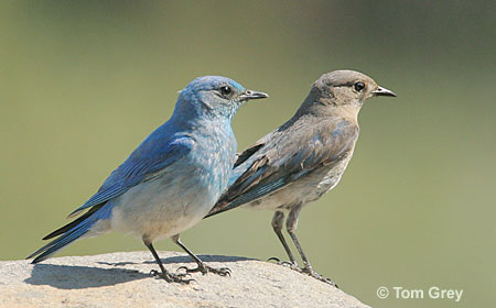 mountain bluebirds