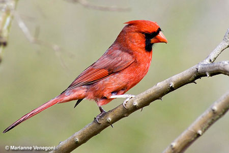 Northern Cardinal - One of the Most common birds of South Carolina