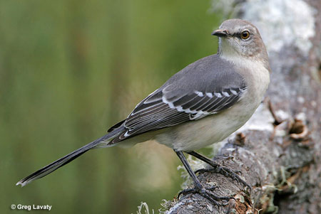 Northern Mockingbird - one of the most common birds of Tennessee