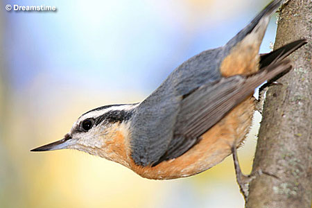 red-breasted nuthatch