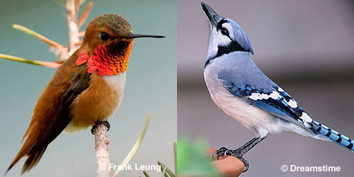 rufous hummingbird and blue jay