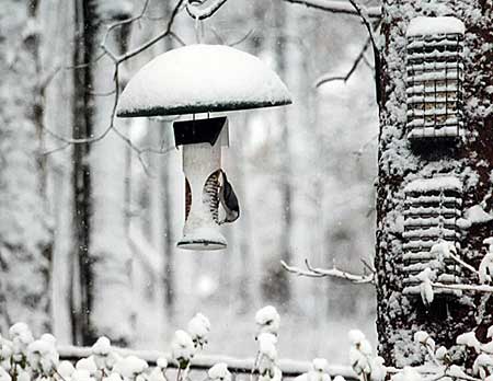 winter bird on a bird feeder