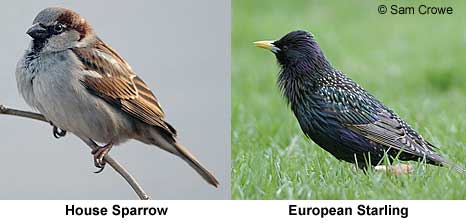 house sparrow and european starling