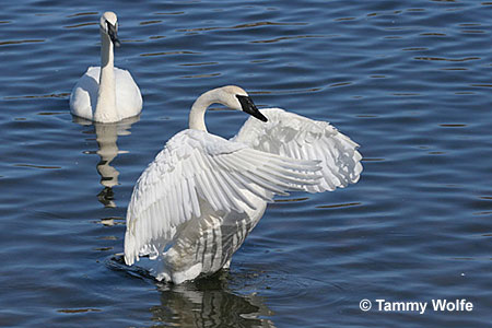 trumpeter swan trumpeter swan