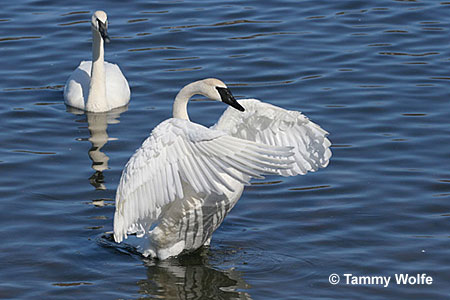 trumpeter swan