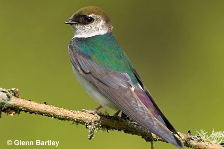 violet-green swallow