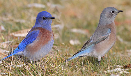 Male and Female Western Bluebird