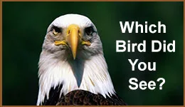 bird identification bird identification