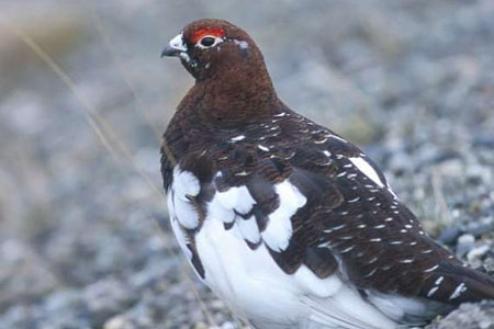 Willow Ptarmigan - Alaska state bird