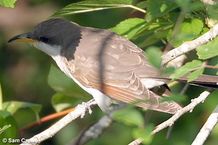yellow-billed cuckoo