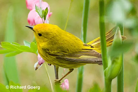 yellow warbler