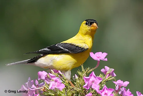 American Goldfinch