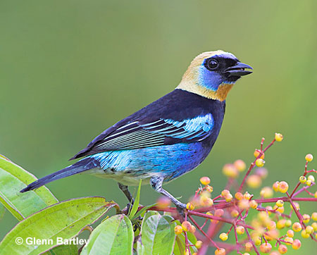 golden hooded tanager
