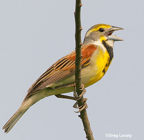 Dickcissel