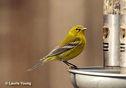 Pine Warbler