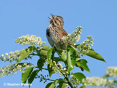 Song Sparrow