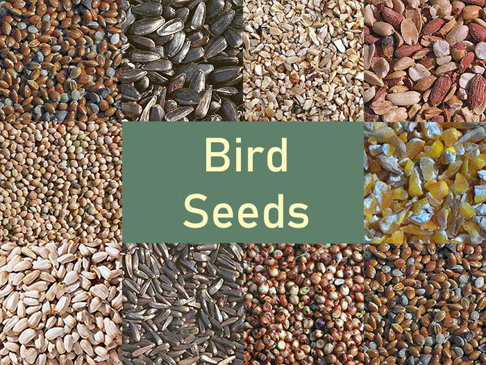 Bird Seeds