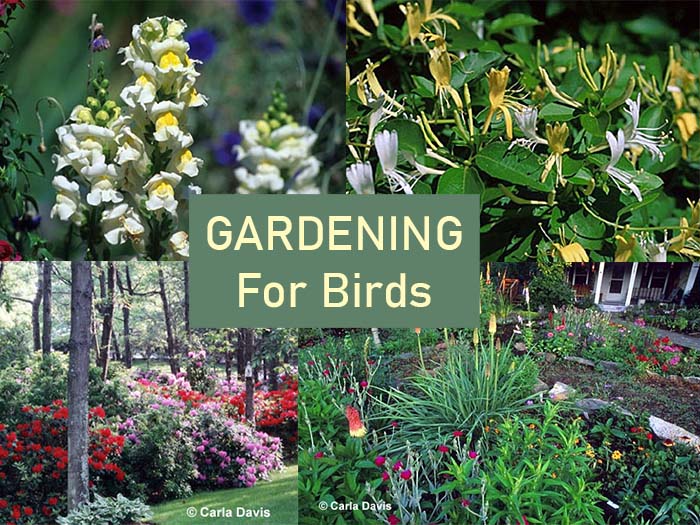 Gardening for birds