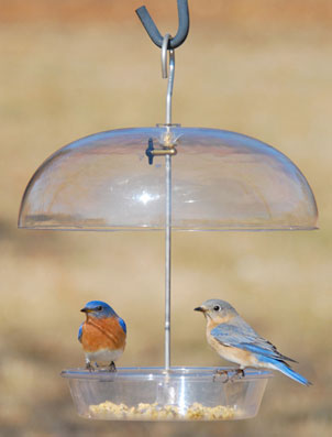 dome bird feeder