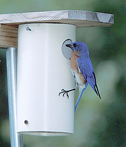 pvc bluebird box