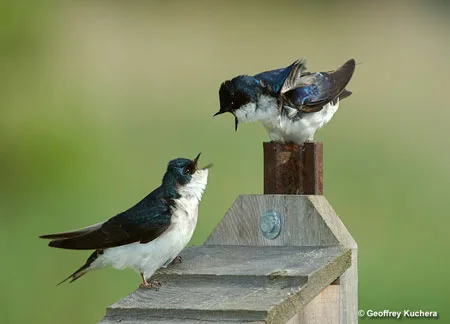 tree swallow